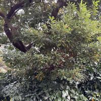 サンゴジュの画像