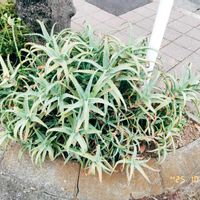 アロエ,アロエ フラミンゴ,アロエスプラフォリアータ,アロエベラ,アロエ 不夜城の画像