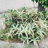 アロエ,アロエ フラミンゴ,アロエスプラフォリアータ,アロエベラ,アロエ 不夜城の画像