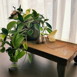 サクララン,ホヤ(サクララン),ホヤ 斑入りサクララン,サビサビ,サビサビ雑貨の画像