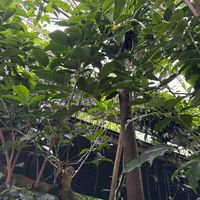 シマトネリコの画像