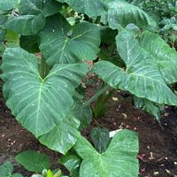 サトイモの画像