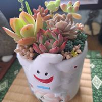 プレリンゼ,ゴールデングロー,大和錦,アエオニウム レモネード,Happy Halloween ！♡の画像