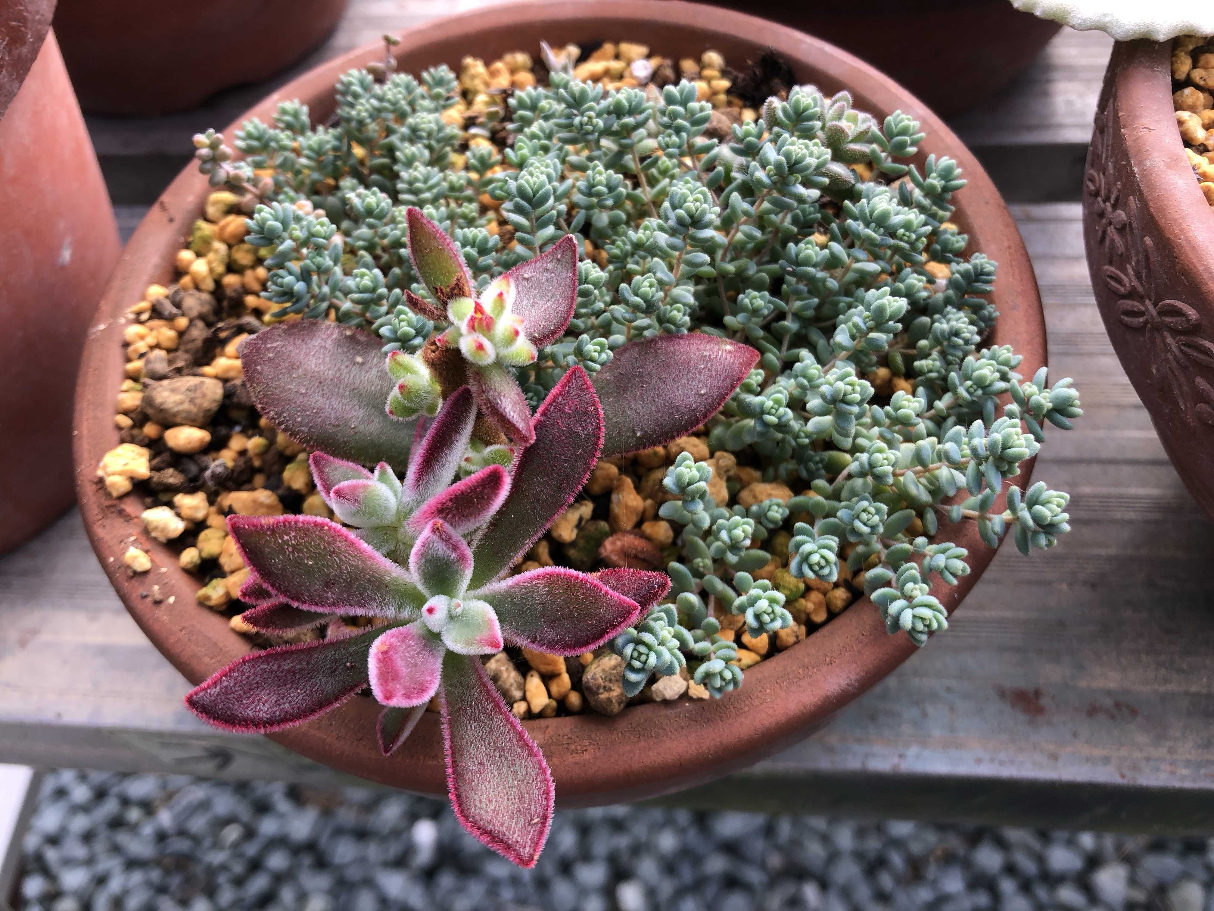 ハムシーの育て方｜日当たり加減や置き場所は？室内でもOK