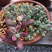 多肉,紅葉,ハムシー,レモータの画像