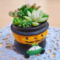 多肉植物,多肉植物寄せ植え,多肉寄せ植え,ハロウィン,ちまちま寄せの画像