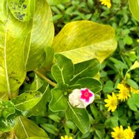 ニチニチソウ,ニチニチソウ,ニチニチソウ,ボタンクサギ,ボタンクサギの画像