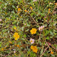 ポーチュラカの画像