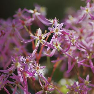 ダイモンジソウ,アルテルナンテラ,ナツツバキ,キヨスミシラヤマギク,マイガーデンの画像