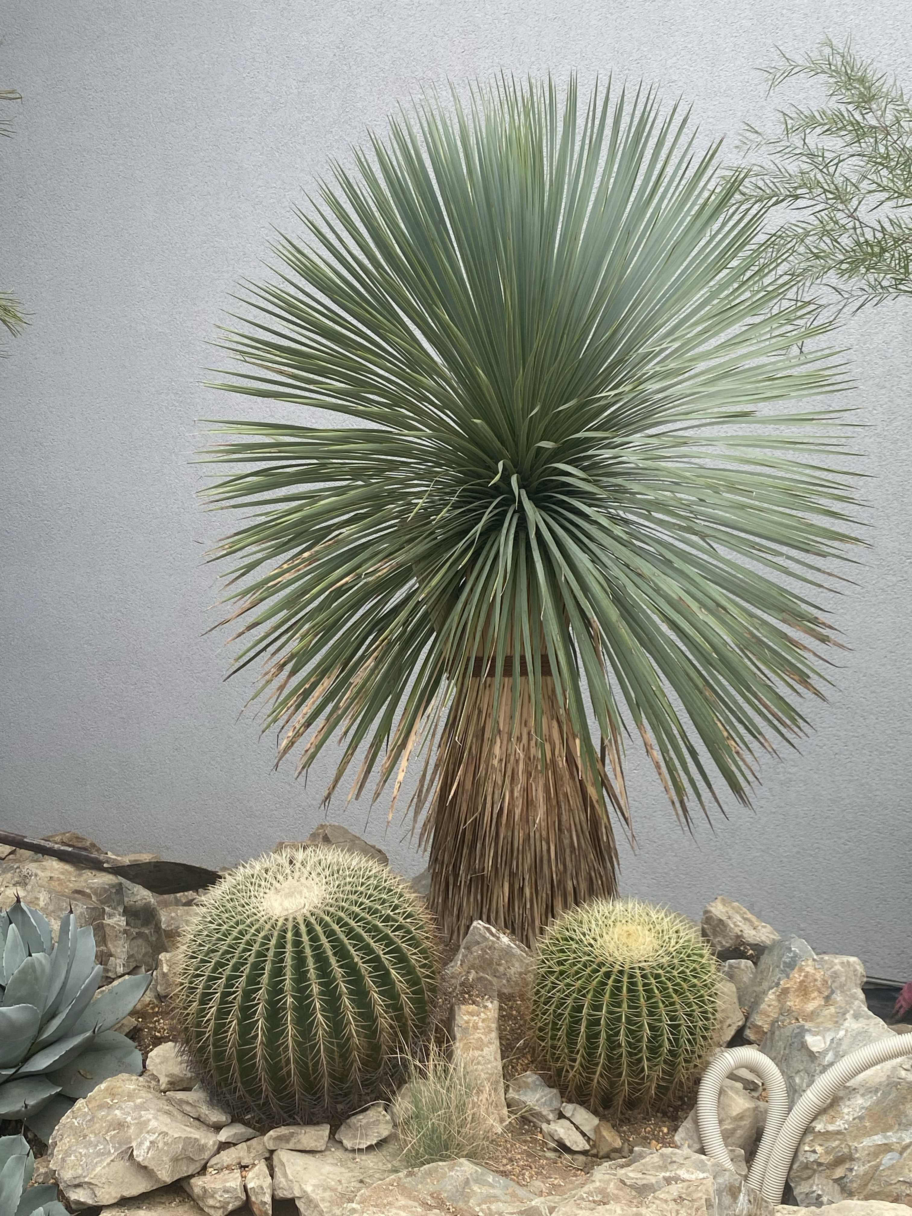 金鯱サボテン鉢植え◇ドライガーデン多肉プヤ島アガベ ユッカ　ヤシ南国ロストラータ 金鯱サボテン鉢植え◇ドライガーデン多肉プヤ島アガベ ユッカ ヤシ南国