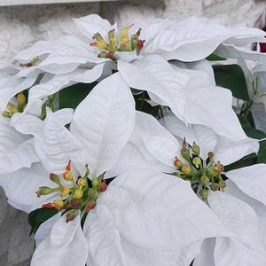 造花,ポインセチア♡の画像