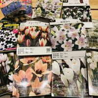 アリウム,クロッカス,スイセン,スノードロップ,ムスカリの画像