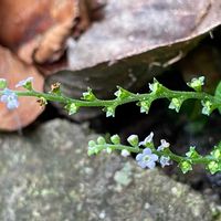 キュウリグサの画像