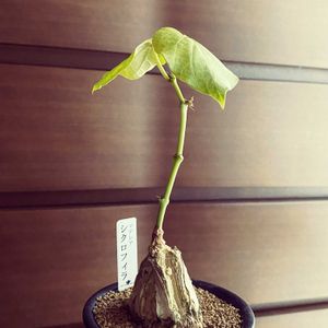 サボテン寄せ植え,ゴルゴニス,マテレア シクロフィラ,グリーンのある暮らし,ハロウィンの画像