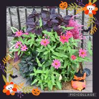 ケイトウ,ジニア,セダム,クーペリー,多肉、セダム、寄せ植えの画像