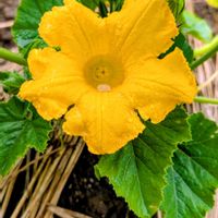 カボチャ,くり将軍,花のある暮らし,夏野菜,黄色の花の画像