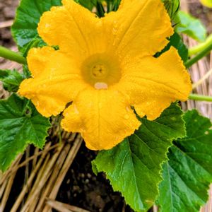 カボチャ,くり将軍,花のある暮らし,夏野菜,黄色の花の画像