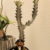 ユーフォルビア ホワイトゴーストの画像