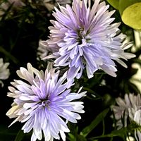 ユウゼンギク,アカバセンニチコウ,ポット植え,お買い物途中,最寄り駅の近くの画像