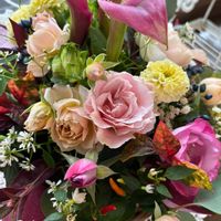 カラー,センニチコウ,センニチコウ,とうがらし,とうがらしの画像