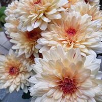 キク,キク,キク,ラズベリー,ラズベリーの画像