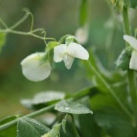 えんどう豆,花のある暮らし,植中毒,岩手県,東北の画像