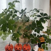 シュガーバイン,シュガーバイン,リトルミッシー,リトルミッシー,クラッスラ リトルミッシーの画像