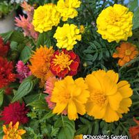 ガザニア,ケイトウ,コスモス,マリーゴールド,ビーダンスの画像