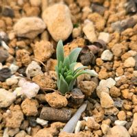 アルブカ,アルブカ コンコルディアナ,多肉植物,多肉多肉多肉,アルブカ属の画像