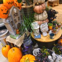 ゴーヤ,ハロウィン カボチャ,丸型ズッキーニ,カボチャ,かえでの紅葉の画像