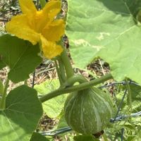 ゴーヤ,トウガン,カボチャ,今日のお花,茨木市の画像