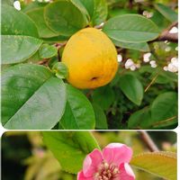 カリン,ツルムラサキ,かぼちゃ,バショウ,ショクヨウホオズキの画像