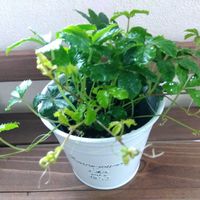 シュガーバイン,シュガーバイン,観葉植物の画像