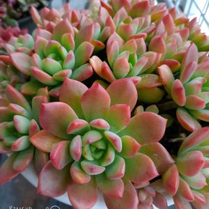 マッコス,100均,ハロウィン,タニラー,ベランダの画像