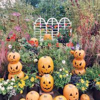 エディブルフラワー,エディブルフラワー,ハロウィン カボチャ,チーム愛知,ハロウィン月間の画像