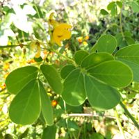 クロタラリア,クロタラリア,レモングラス,レモングラス,月桃の画像