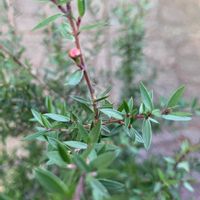 ギョリュウバイ,鉢植え,花芽,ガーデニング,つぼみの画像