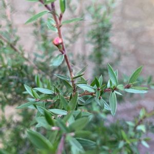 ギョリュウバイ,鉢植え,花芽,ガーデニング,つぼみの画像