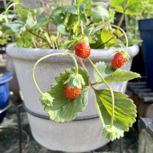 ワンコと一緒に♡,フラワーレッスン♪,可愛い実ちゃん♡,車庫の画像