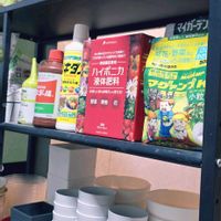 ハオルチア,多肉色々,観葉植物,マイガーデン,まだまだ初心者の画像