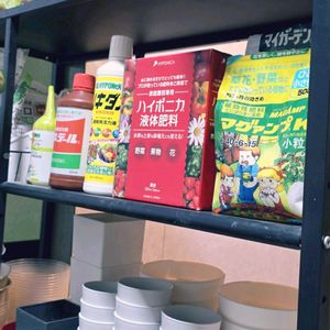 ハオルチア,多肉色々,観葉植物,マイガーデン,まだまだ初心者の画像