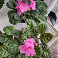 セントポーリア,セントポーリア,出窓,可愛い❤,葉挿しからの成長の画像