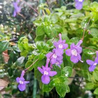 ストレプトカーパス,ストレプトカーパス・サクソルム,ストレプトカーパス・サクソルム,大人の着せ替え人形,大人の着せ替え人形の画像