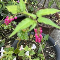 ジュズサンゴの画像