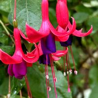 フクシア,プレクトランサスモナラベンダー,ボンテンカ,ボンテンカの葉,ジニア.ソンブレロの画像