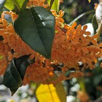 キンモクセイ,ハナトラノオ,2023年の、、。,今年の…♡の画像