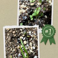 春菊,ほうれん草,花のある暮らし,秋の風景,秋の彩りの画像