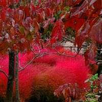 カリン,クルクマ,ケイトウ,コキア,キバナコスモスの画像