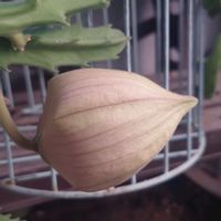 スタペリアの画像