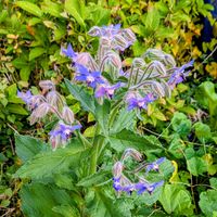 ボリジ,お散歩道, エディブルフラワー,美しく青きドヨウ,スカイブルーのお花の画像